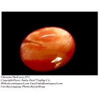 Shell 5003.JPG